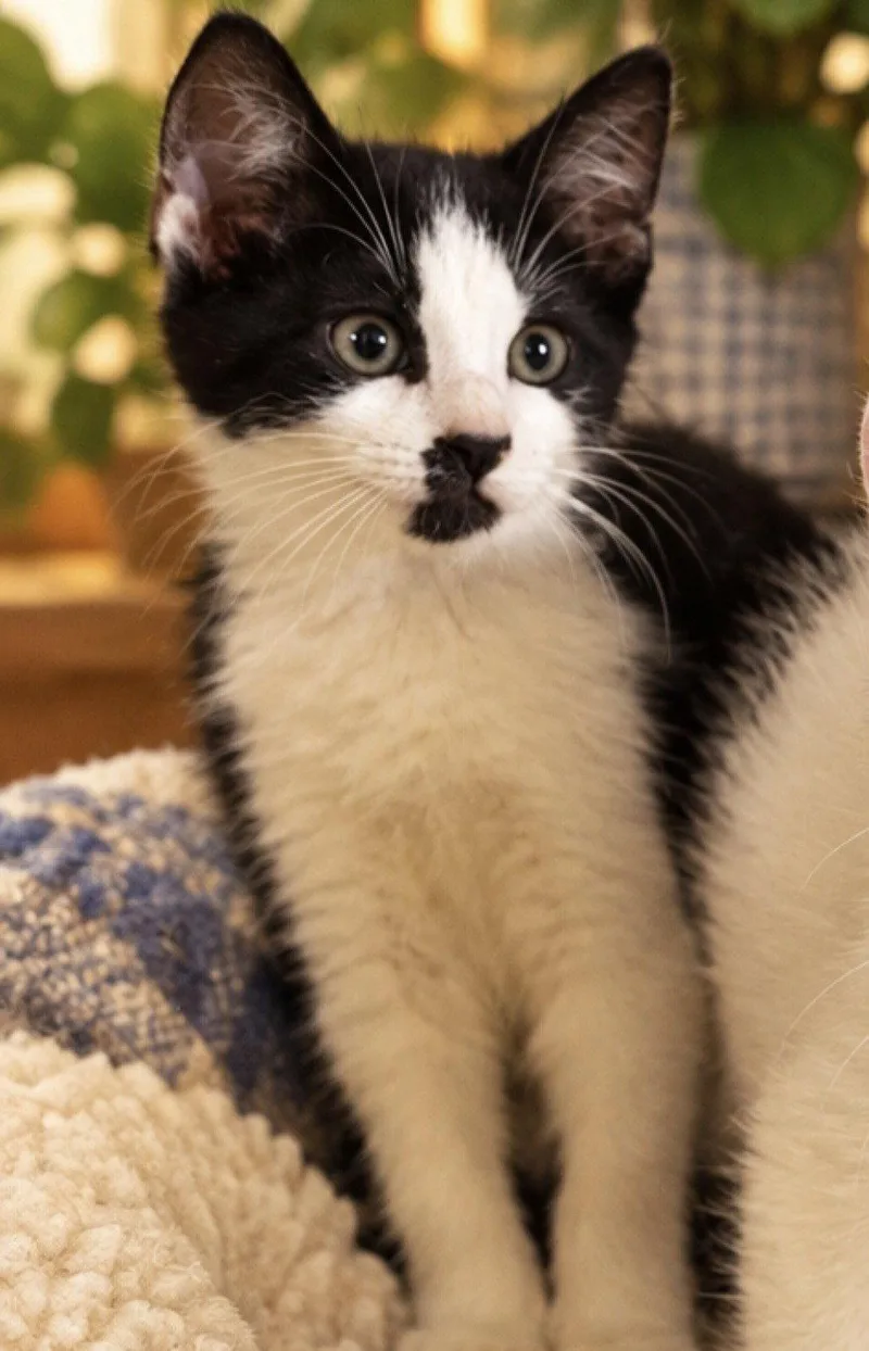 A baby small-sized male Black & White / Tuxedo Domestic Short Hair cat named Cloud for adoption in Sistersville, WV