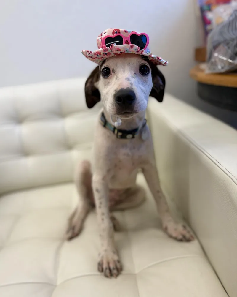 A baby medium-sized female White / Cream English Pointer dog named Lizzie for adoption in Sonora, CA