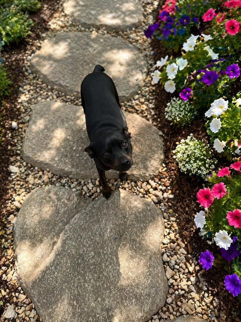 An adult small-sized female Bicolor Miniature Pinscher dog named Willow for adoption in Wanaque, NJ