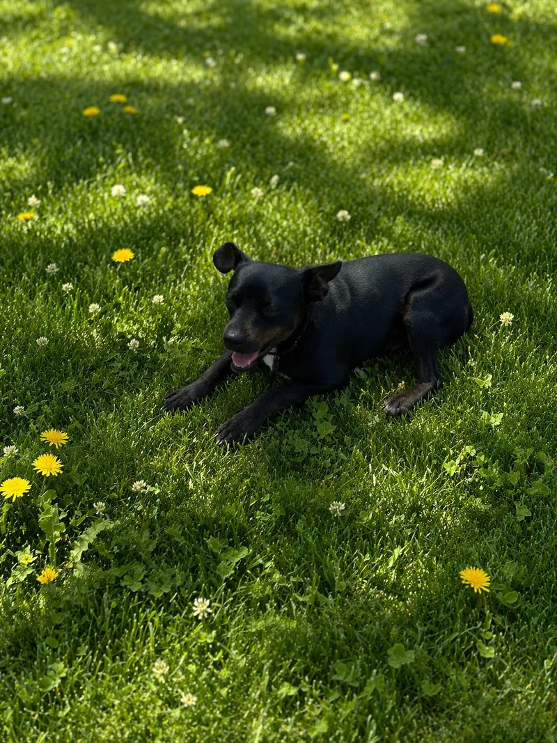 Willow thumbnail 2