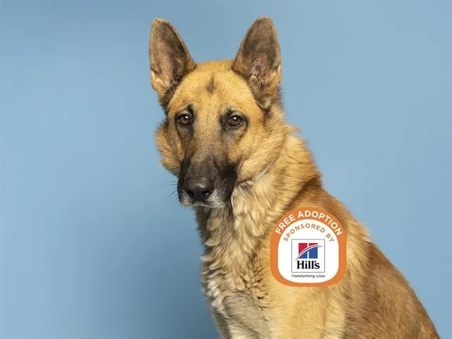 An adult large-sized male German Shepherd Dog dog named Romeo for adoption in Phoenix, AZ