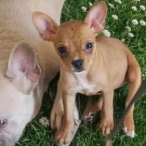 A young small-sized female Yellow / Tan / Blond / Fawn Miniature Pinscher dog named Pumpkin for adoption in Apple Valley, CA