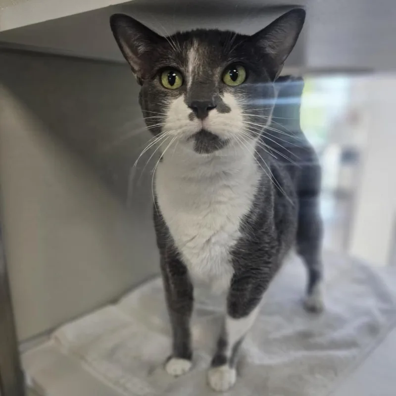 A senior large-sized male Gray / Blue / Silver Domestic Short Hair cat named Loki for adoption in Las Cruces, NM