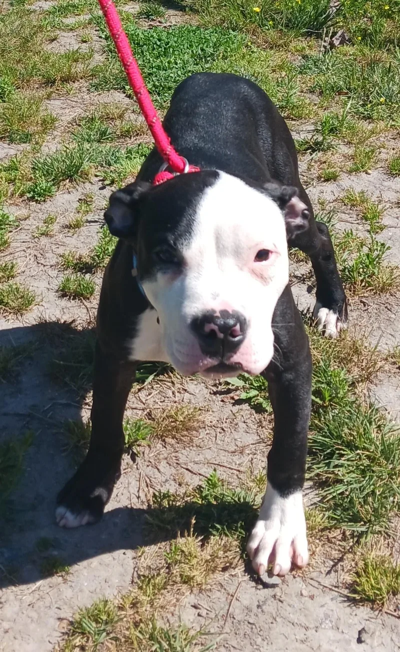 A baby medium-sized male Mixed Breed dog named Marlin for adoption in Gloucester, VA