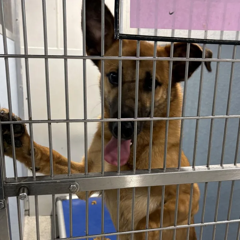 A young medium-sized male German Shepherd Dog dog named Chance for adoption in Tampa, FL