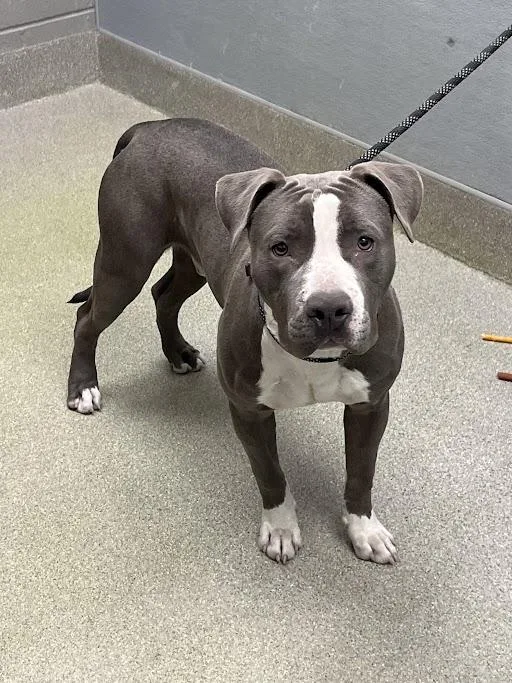 Samson