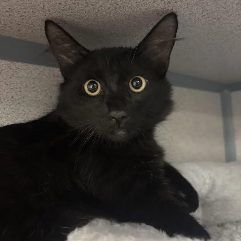 A baby medium-sized male Domestic Medium Hair cat named Blizzard for adoption in Santa Barbara, CA