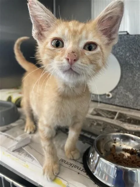 A baby small-sized male Domestic Short Hair cat named Captain Catsparrow for adoption in Corpus Christi, TX