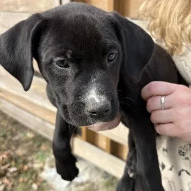 Dr. Dillamond thumbnail 2