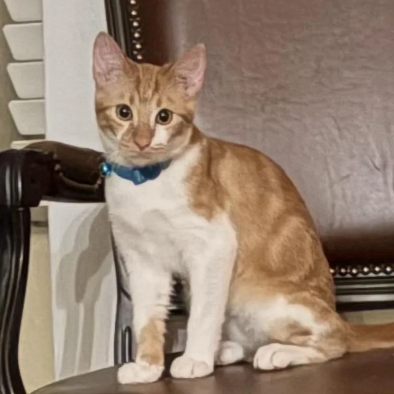 A baby medium-sized male Orange & White Tabby cat named Zima for adoption in Phoenix, AZ