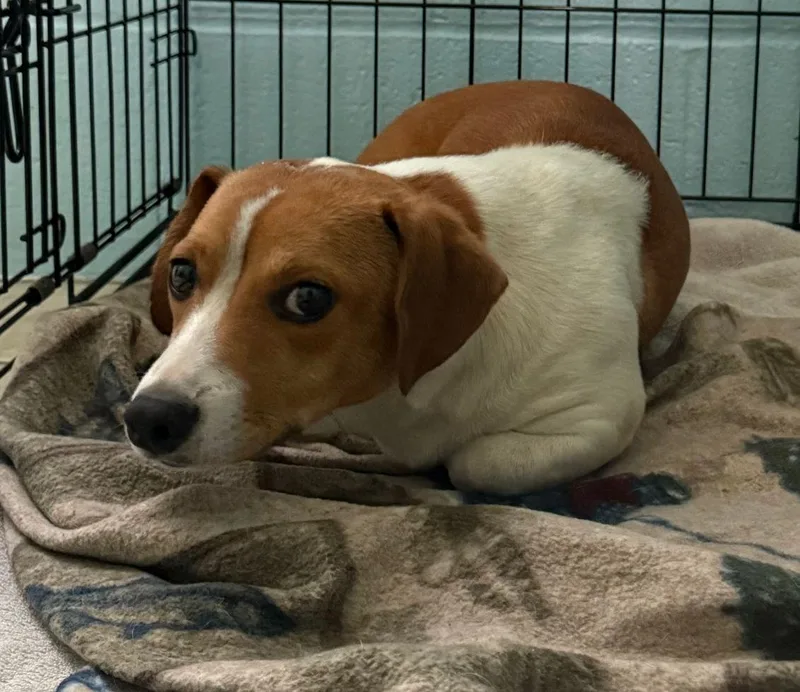A young small-sized male Beagle dog named Noah for adoption in Staley, NC