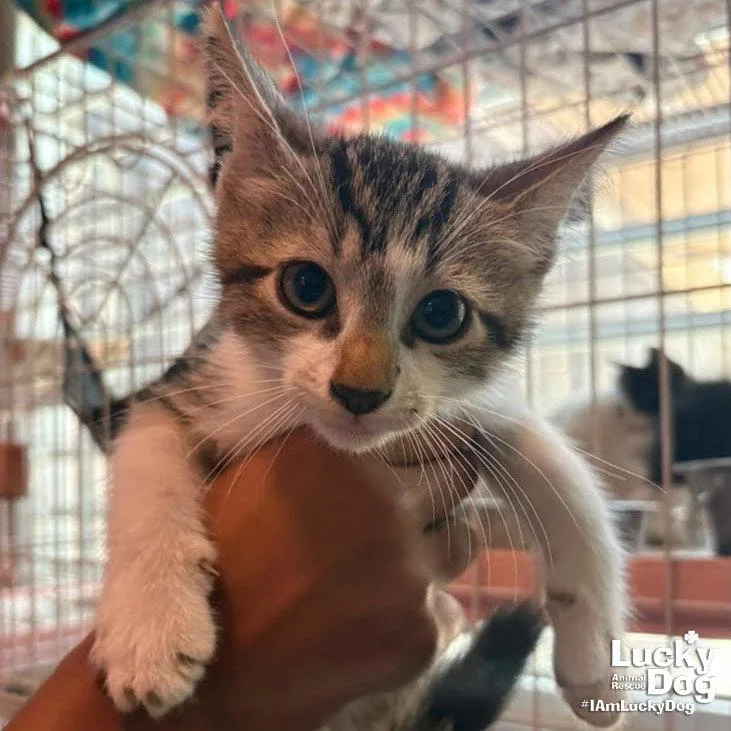 A baby medium-sized male Domestic Short Hair cat named Tango for adoption in Washington, DC