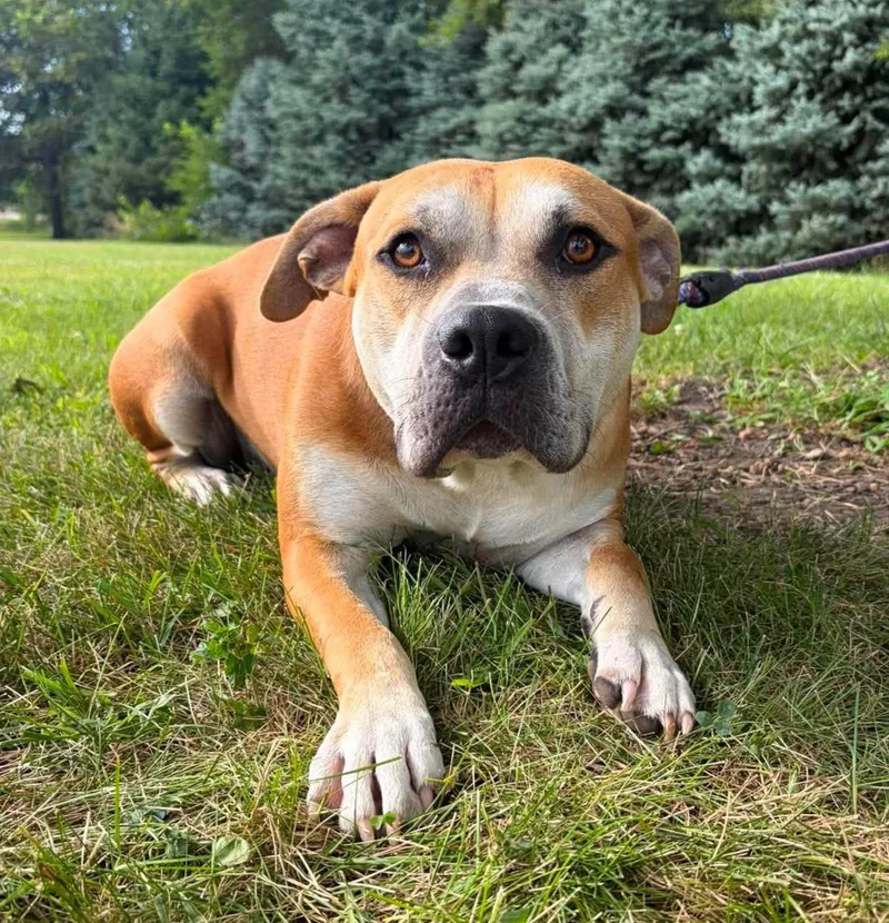 Brutus