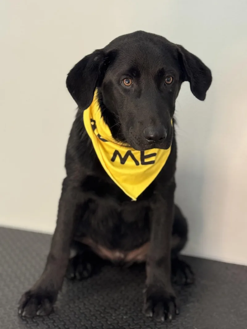 A baby large-sized male Black Labrador Retriever dog named Moses for adoption in Meherrin, VA