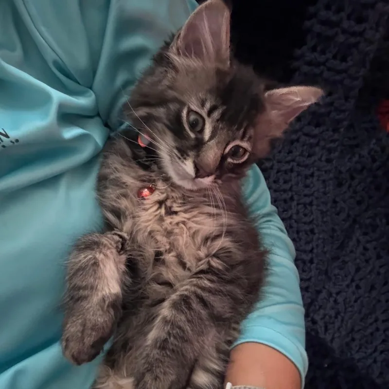 A baby small-sized male Brown / Chocolate Domestic Medium Hair cat named Dewey for adoption in Houston, TX