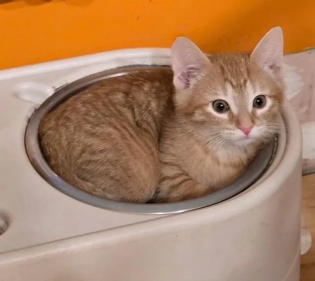 A baby medium-sized male Domestic Short Hair cat named Remington for adoption in Lancaster, PA