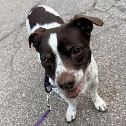A senior small-sized female White / Cream Chiweenie dog named Trixie for adoption in Brooklyn, NY