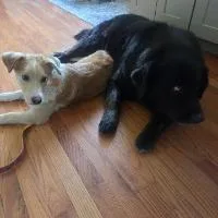 A young medium-sized male Collie dog named Hudson for adoption in Monticello, NY