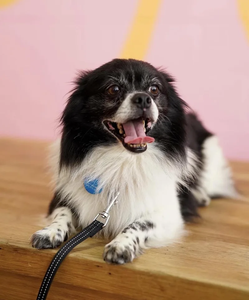 Badger thumbnail 6