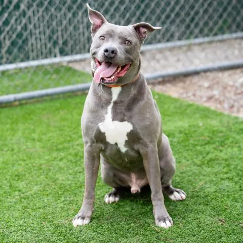 An adult large-sized male Pit Bull Terrier dog named Novio for adoption in Camarillo, CA
