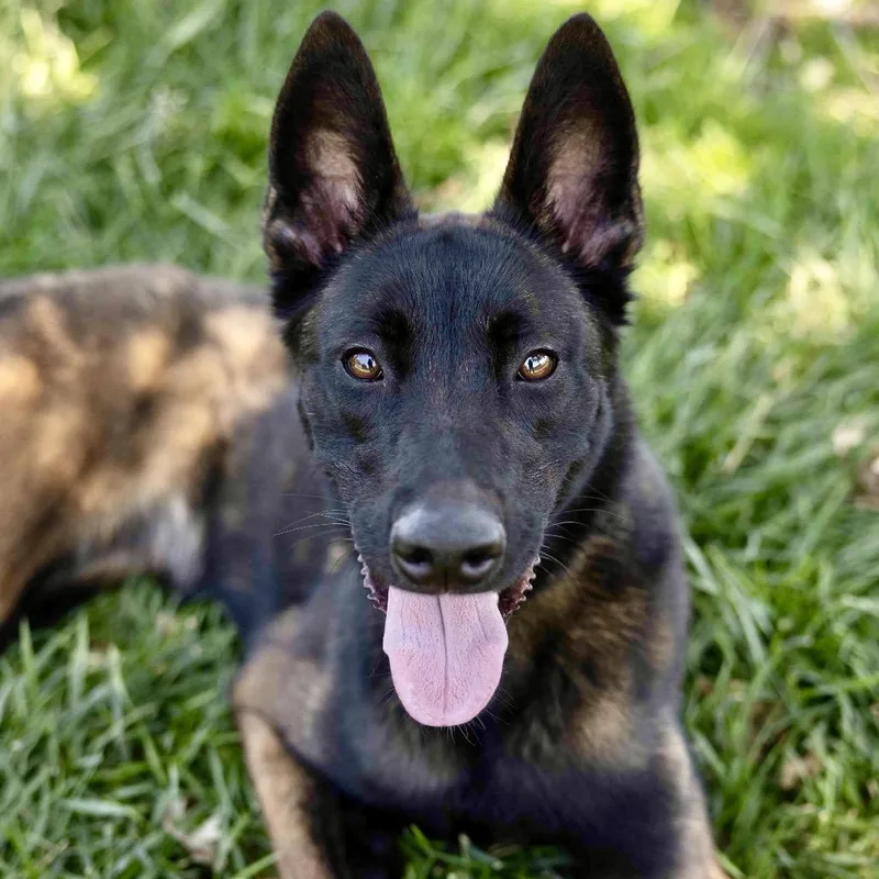 A young medium-sized female Yellow / Tan / Blond / Fawn Belgian Shepherd / Malinois dog named Kahlua Ecas for adoption in Pleasanton, CA