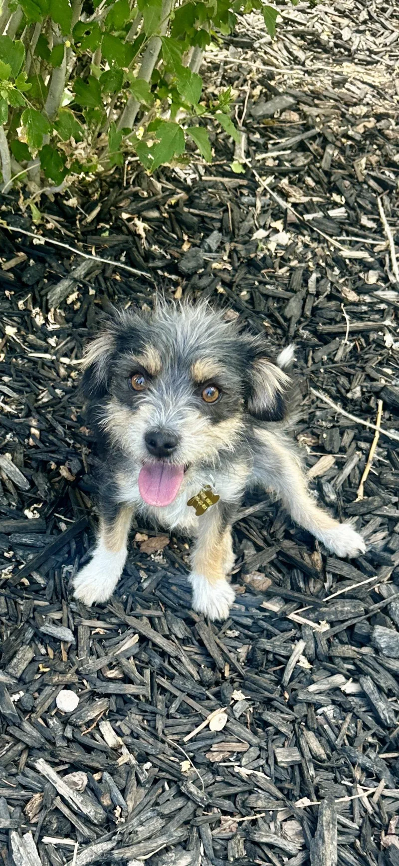 An adult small-sized female Cairn Terrier dog named Asperja for adoption in Salt Lake City, UT