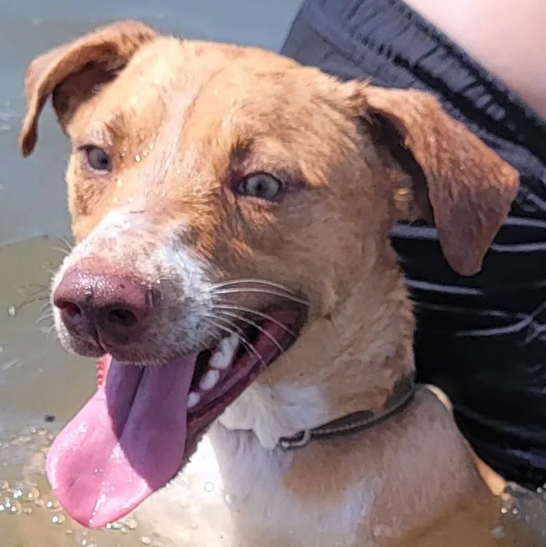 A young medium-sized male Red / Chestnut / Orange Labrador Retriever dog named Carmelo for adoption in CORPUS CHRISTI, TX