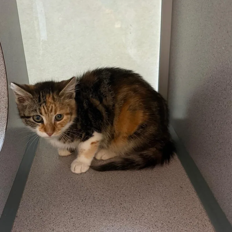 A baby small-sized female Torbie Domestic Short Hair cat named Sienna for adoption in Quakertown, PA
