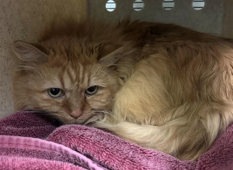 An adult large-sized female Domestic Medium Hair cat named Finny for adoption in Burbank, CA