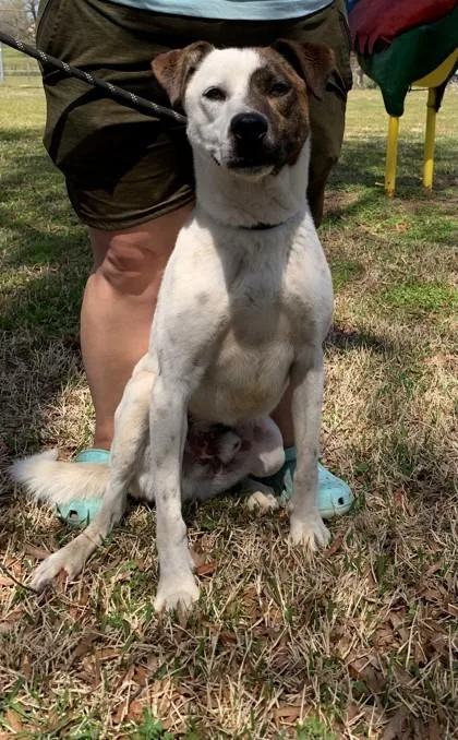 A young medium-sized male Cattle Dog dog named Bandit for adoption in Tyler, TX