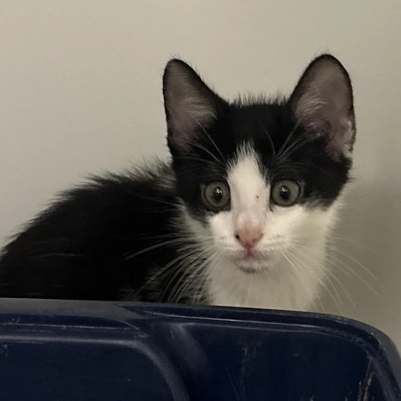 A baby small-sized male Black Domestic Short Hair cat named Ohio for adoption in West Palm Beach, FL