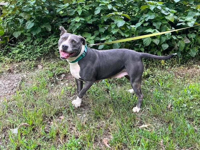 An adult large-sized female Mixed Breed dog named Jade for adoption in Acworth, GA