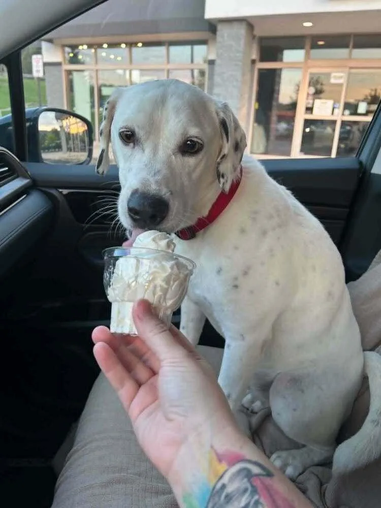 An adult medium-sized female Tricolor (Brown, Black, & White) Dalmatian dog named Hydee for adoption in Aurora, IN