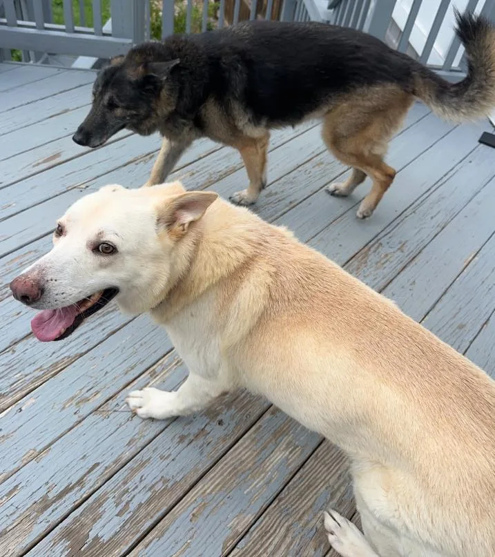 An adult medium-sized male German Shepherd Dog dog named Apollo for adoption in Centreville, VA