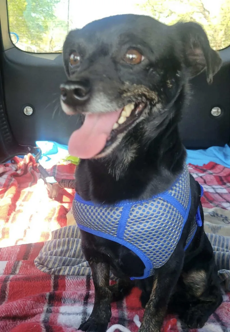 A young small-sized male Black Chihuahua dog named Peanut for adoption in Ladonia, TX