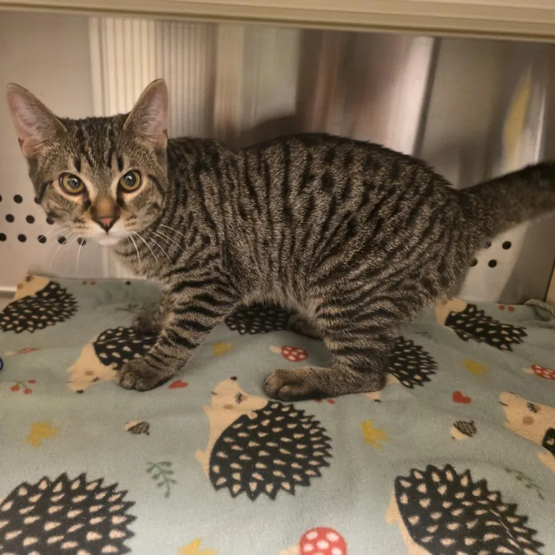 A young medium-sized male Domestic Short Hair cat named Rambler for adoption in Norman, OK