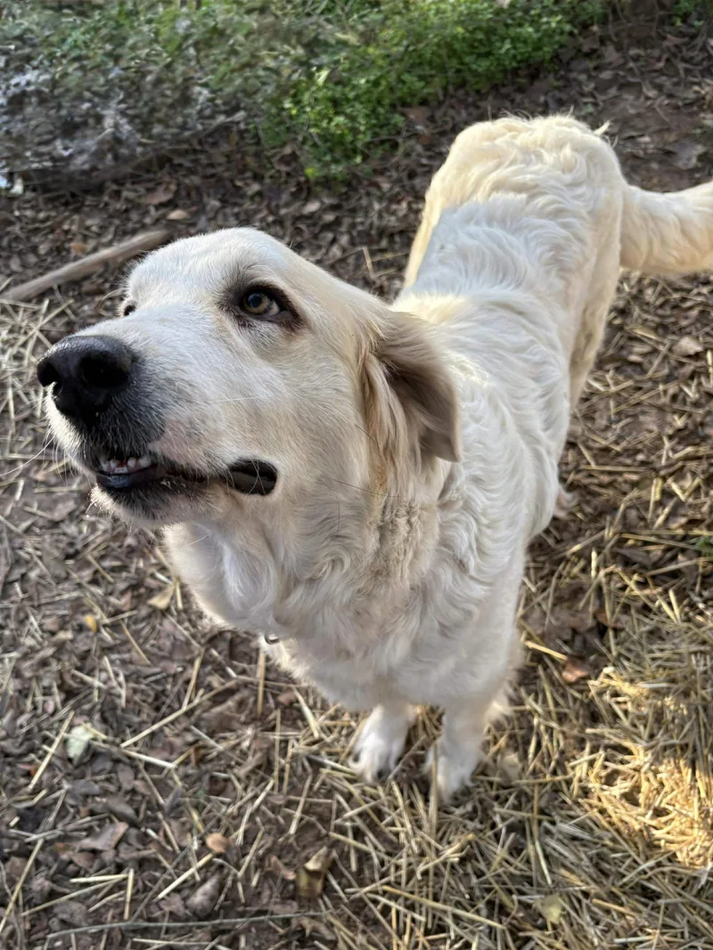 A young large-sized female Great Pyrenees dog named Mimi for adoption in Caldwell, TX