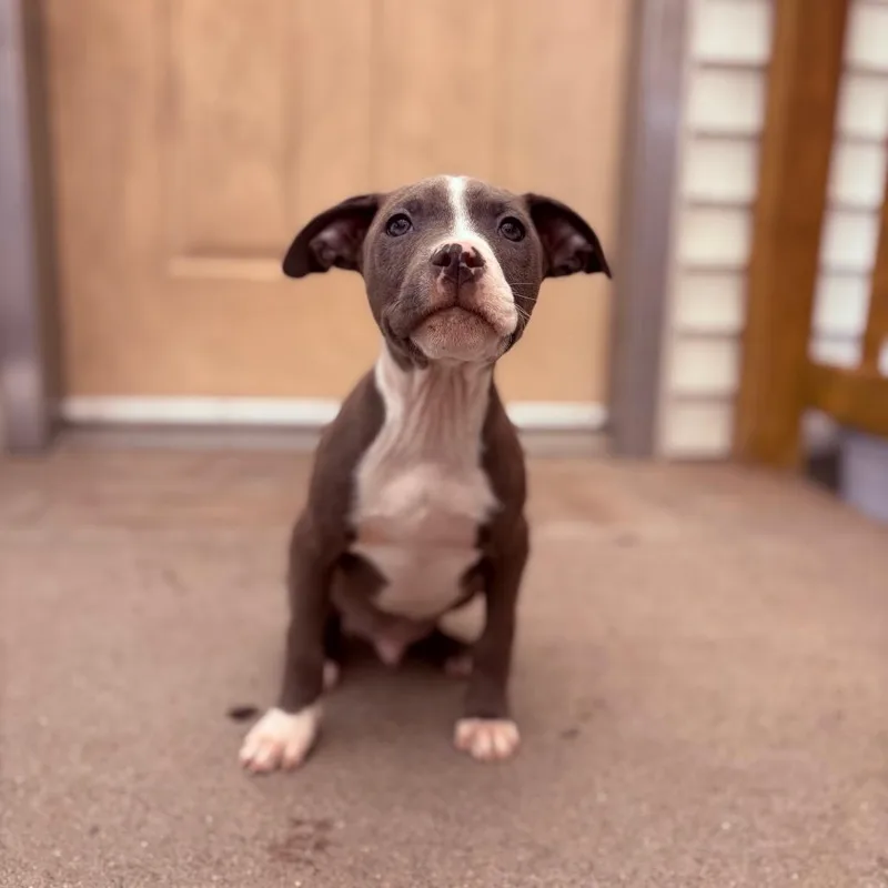 A baby medium-sized male Pit Bull Terrier dog named Fritter for adoption in Fenton, MI