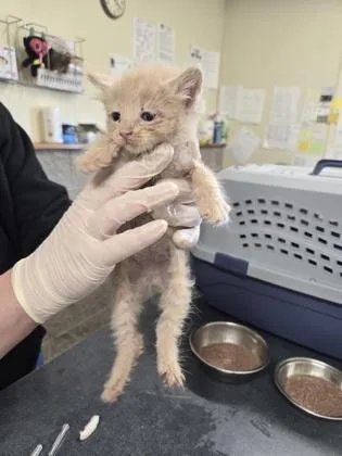 A baby small-sized male Domestic Medium Hair cat named Gnome for adoption in Clarks Summit, PA