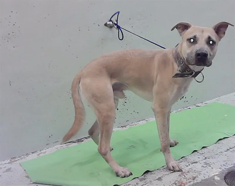 A young medium-sized male Staffordshire Bull Terrier dog named Tiko for adoption in Houston, TX
