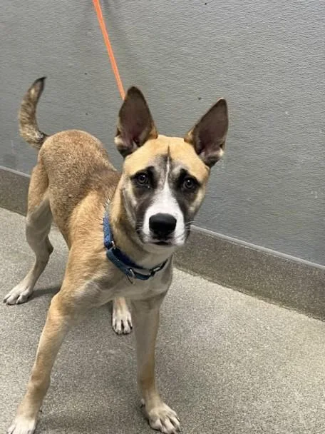 A young small-sized male German Shepherd Dog dog named Tug Tug for adoption in Las Vegas, NV