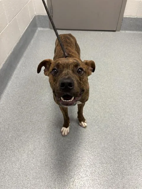 A young medium-sized male Pit Bull Terrier dog named Terrel for adoption in Indianapolis, IN
