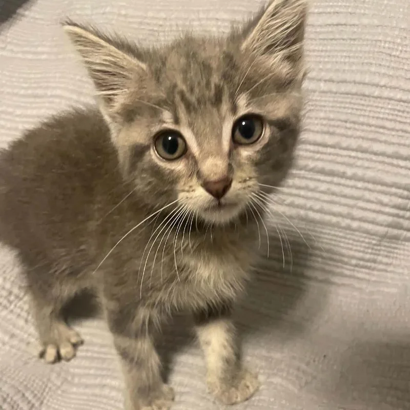 A baby small-sized male Gray / Blue / Silver Domestic Short Hair cat named Cheddar for adoption in South Elgin, IL