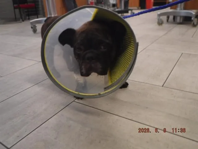 A young medium-sized male French Bulldog dog named Rolo for adoption in Miami, FL