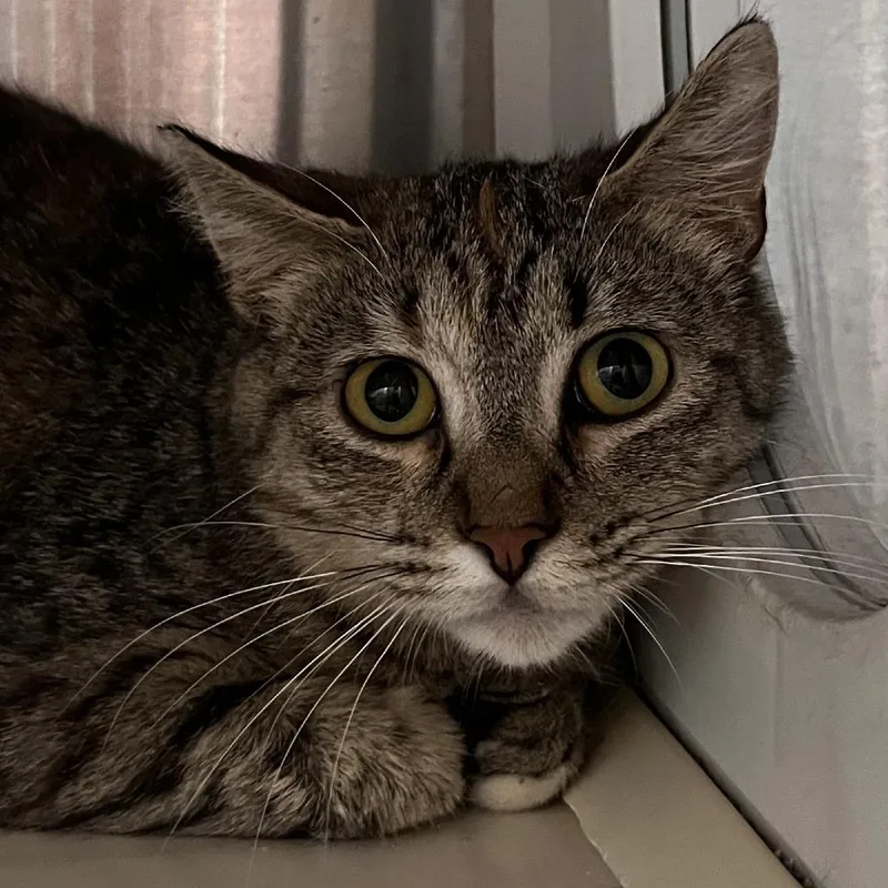 An adult medium-sized female Brown / Chocolate Domestic Short Hair cat named Tomato for adoption in Washburn, MO