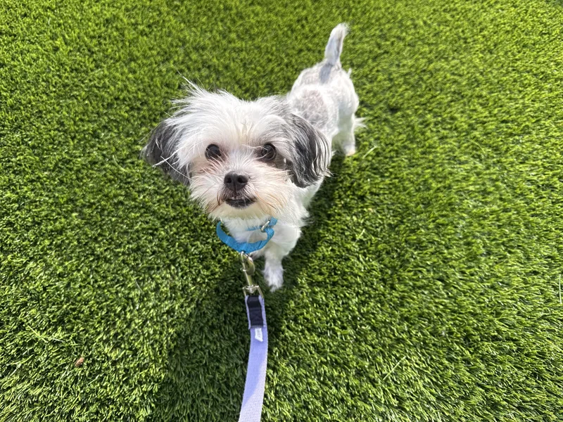 Mia