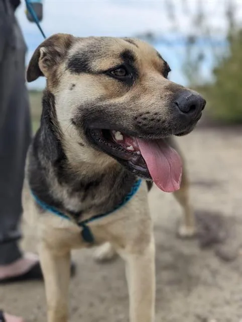 An adult large-sized male Pit Bull Terrier dog named Albus for adoption in Stockton, CA
