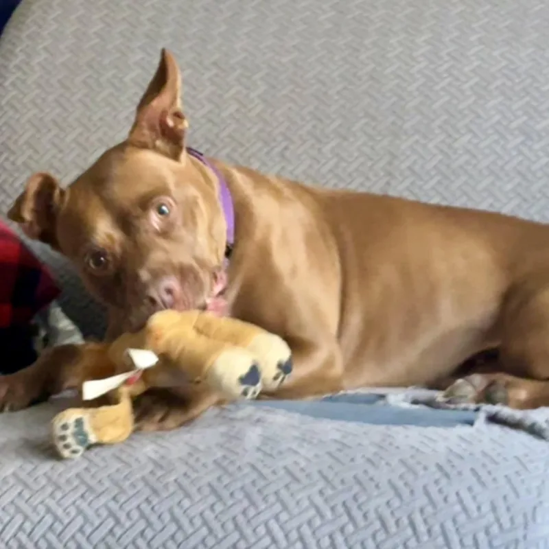 An adult medium-sized female Brown / Chocolate Pit Bull Terrier dog named Penny for adoption in Largo, FL