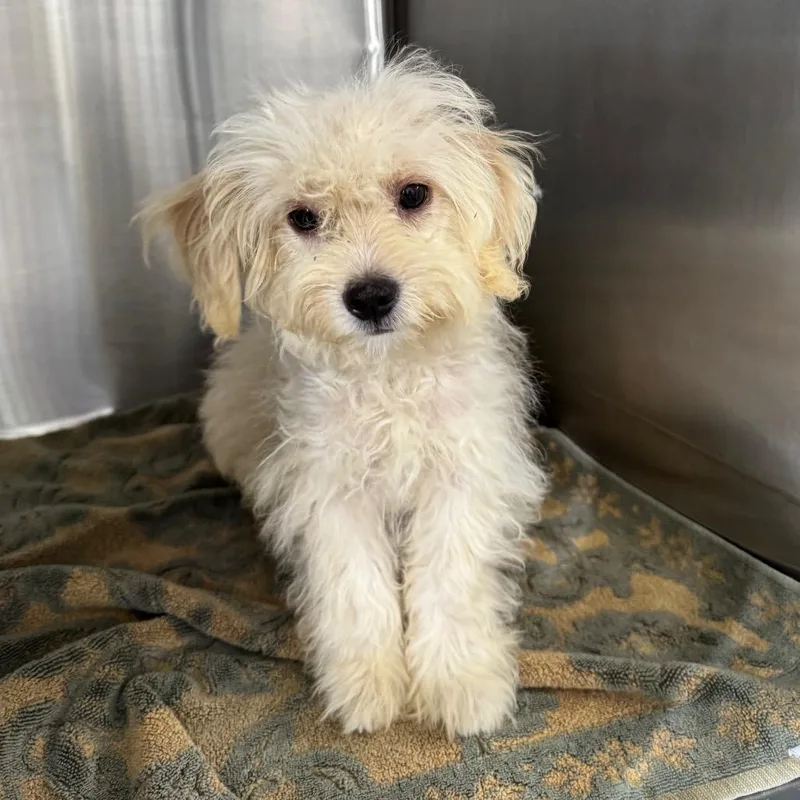 A baby small-sized male White / Cream Mixed Breed dog named Eggnog James for adoption in Houston, TX