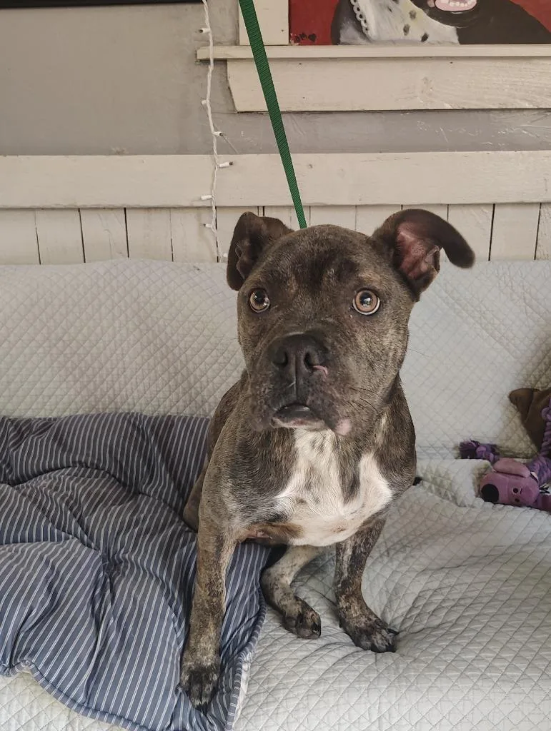 A young medium-sized female Pit Bull Terrier dog named Miss Dior for adoption in Fort Worth, TX